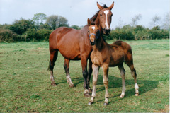 mare_foal