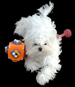 puppy