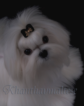 malepuppy