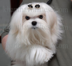maltese_pupuy