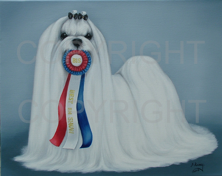 SHOWMALTESE