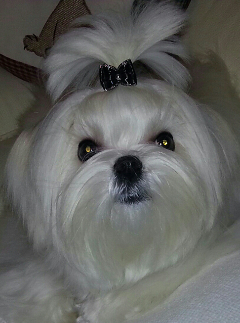 puppy