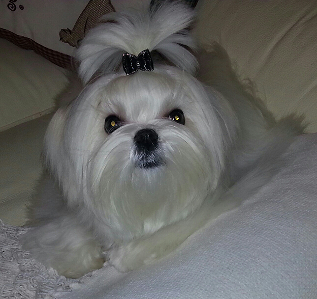 puppy