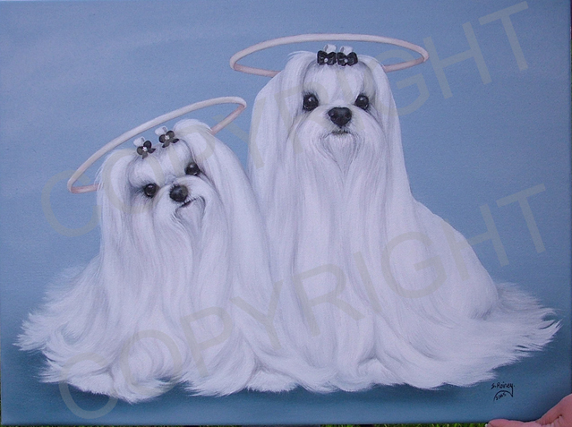 maltese