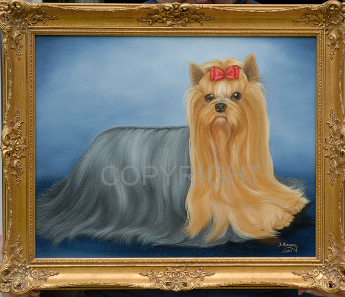 yorkie