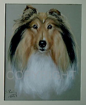 sheltie