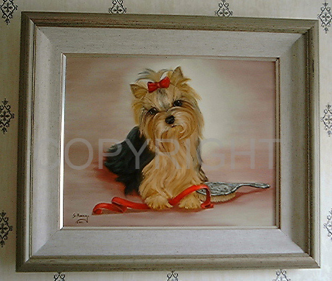 YORKIE