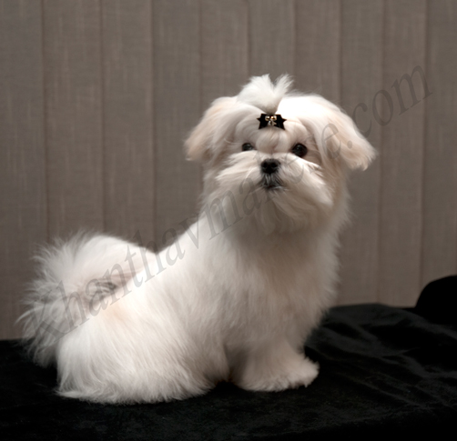 female puppy