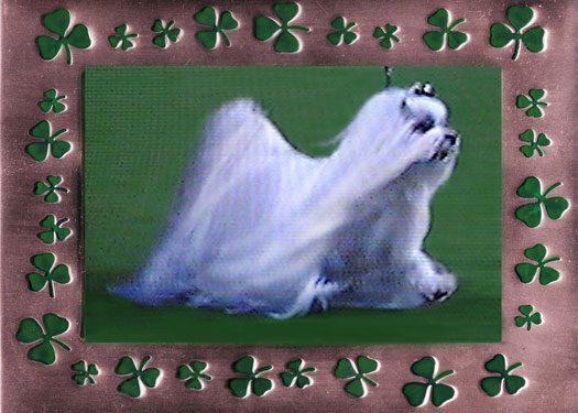 sparkle st pats